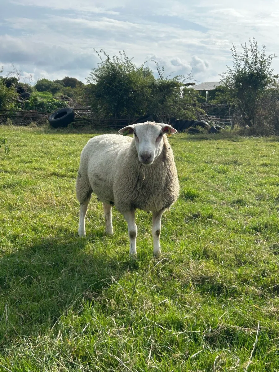 Pedigree Belclare ram lambs - Image 1