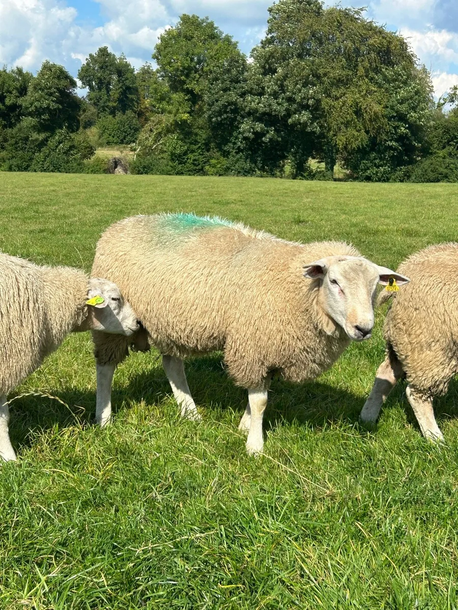 Pedigree Belclare ram lambs - Image 4