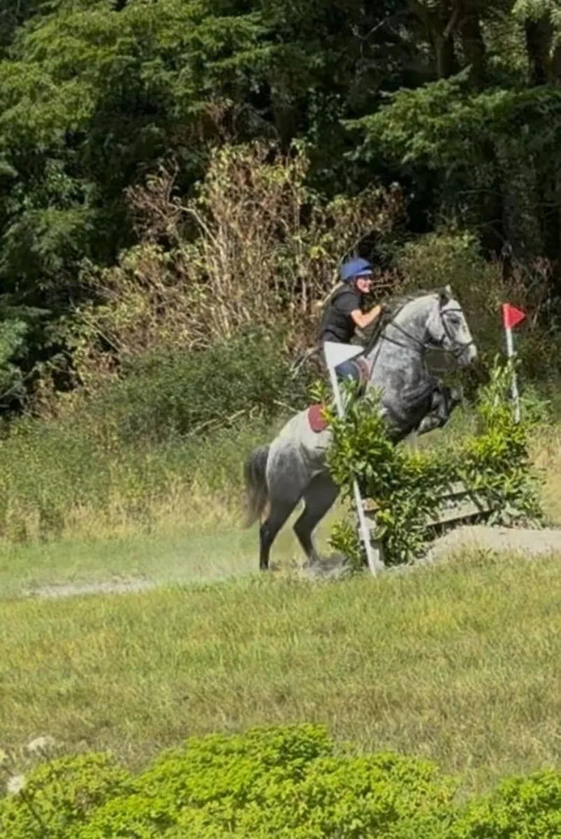 Lot 102 Connemara Goresbridge Sales 1st Sept - Image 1