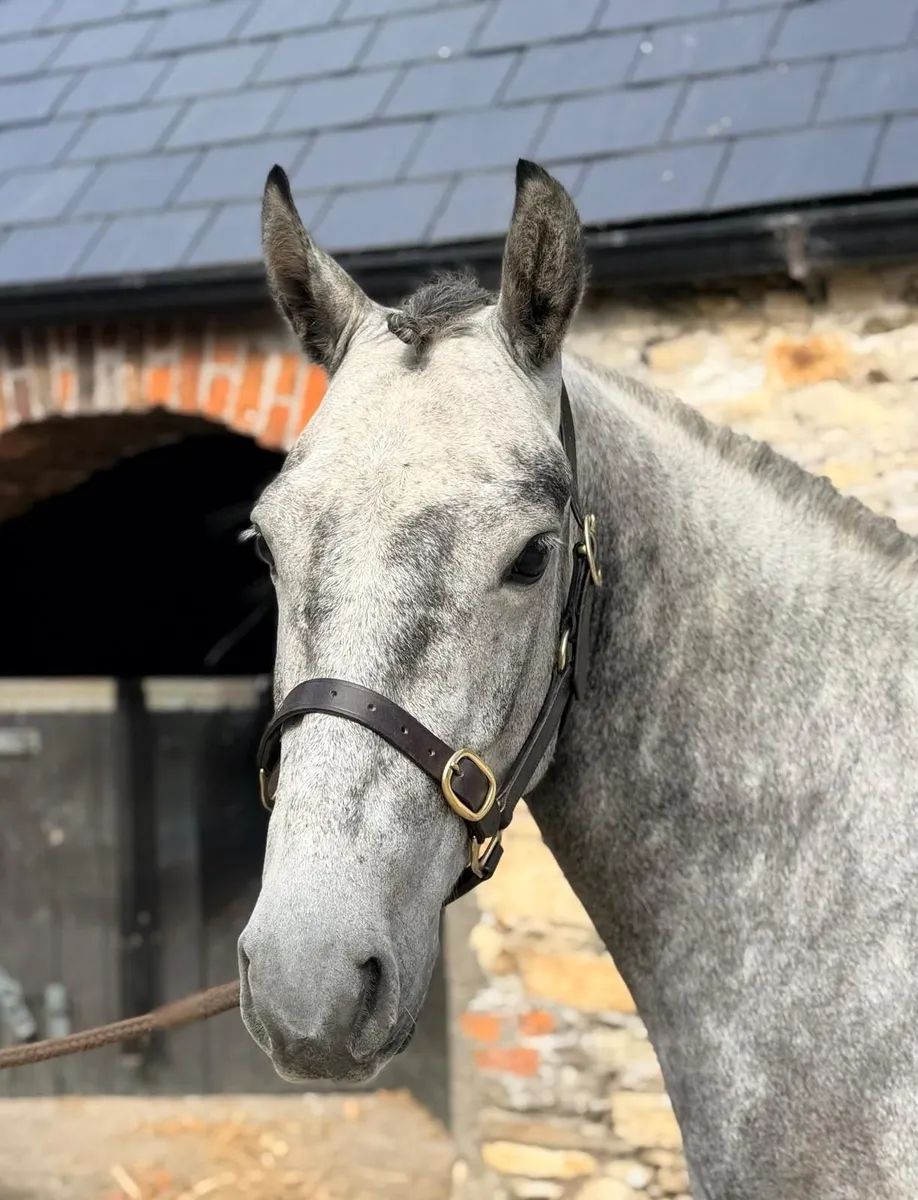 Lot 102 Connemara Goresbridge Sales 1st Sept - Image 2