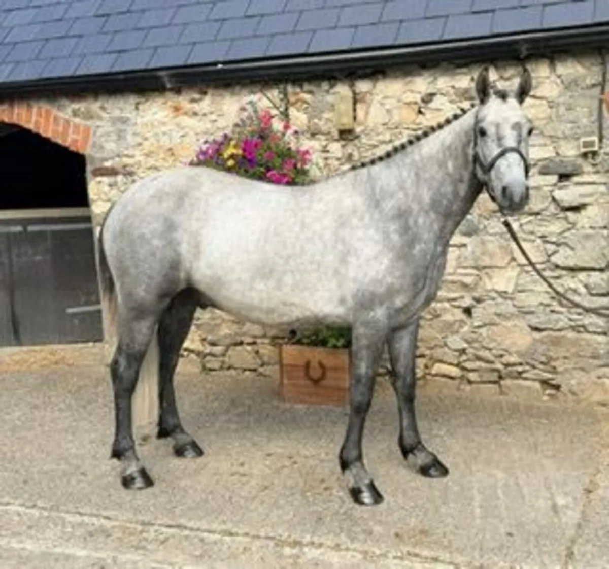 Lot 102 Connemara Goresbridge Sales 1st Sept - Image 3