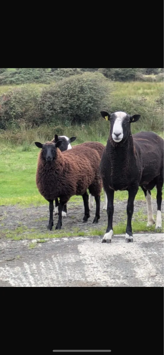 5 sheep - Image 2