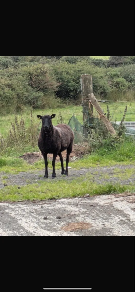 5 sheep - Image 3