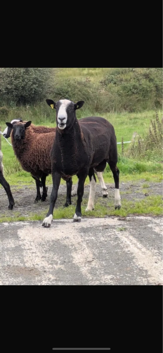 5 sheep - Image 4