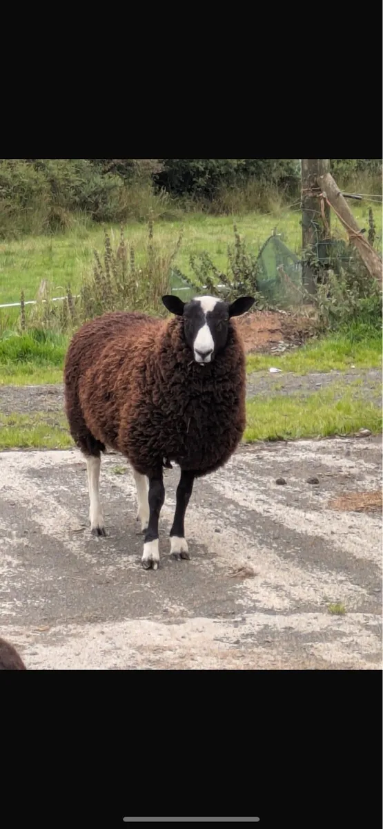 5 sheep - Image 1
