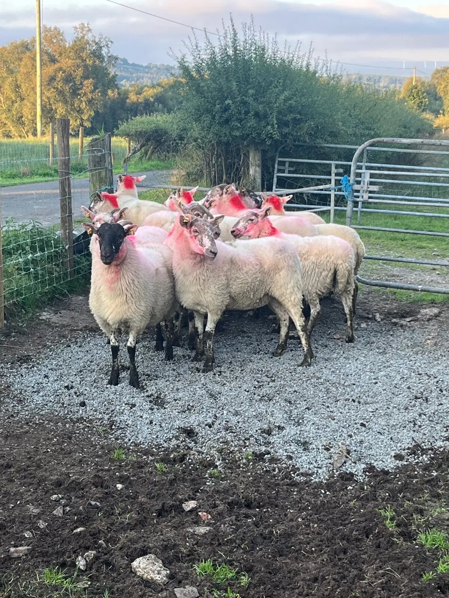 14 super cross bred hoggetts - Image 4