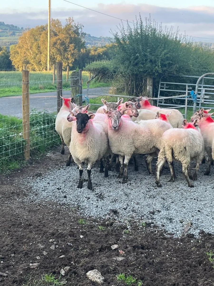 14 super cross bred hoggetts - Image 1