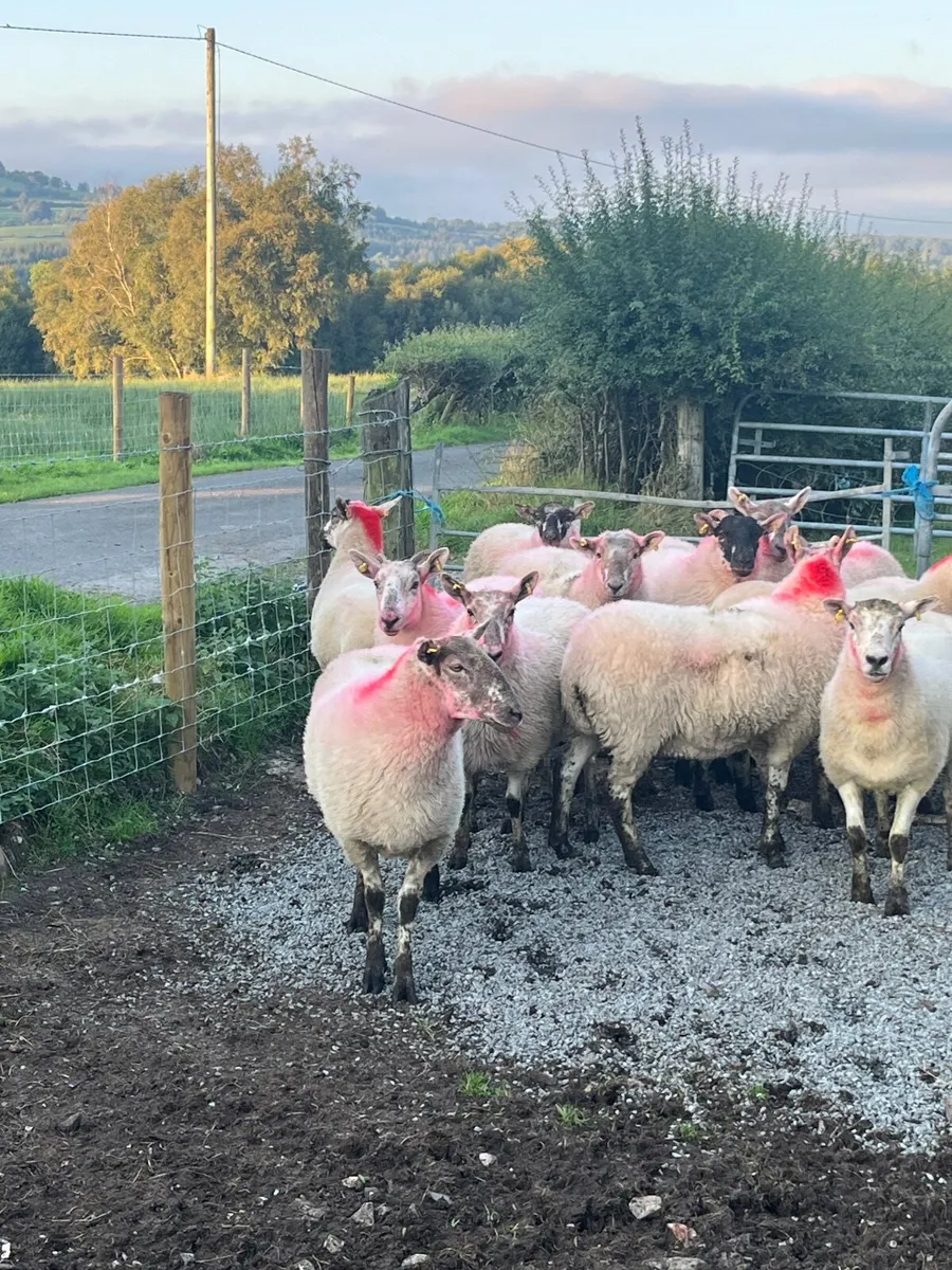 14 super cross bred hoggetts - Image 2