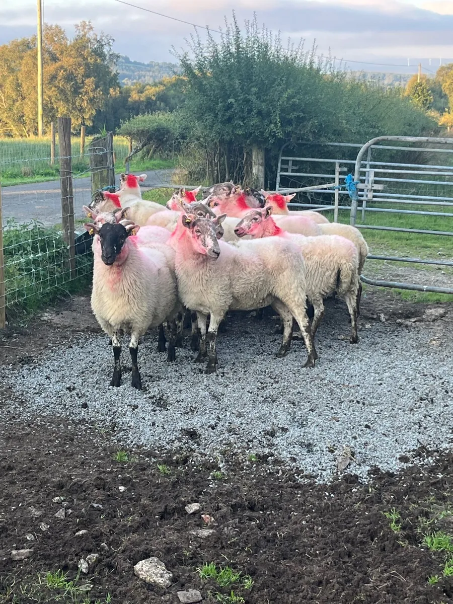 14 super cross bred hoggetts - Image 3