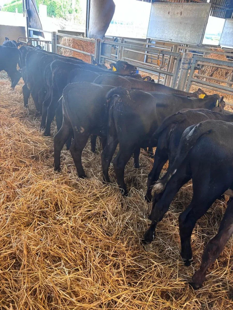 Angus heifers. - Image 1