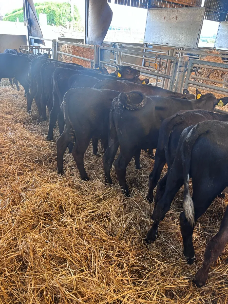 Angus heifers. - Image 4
