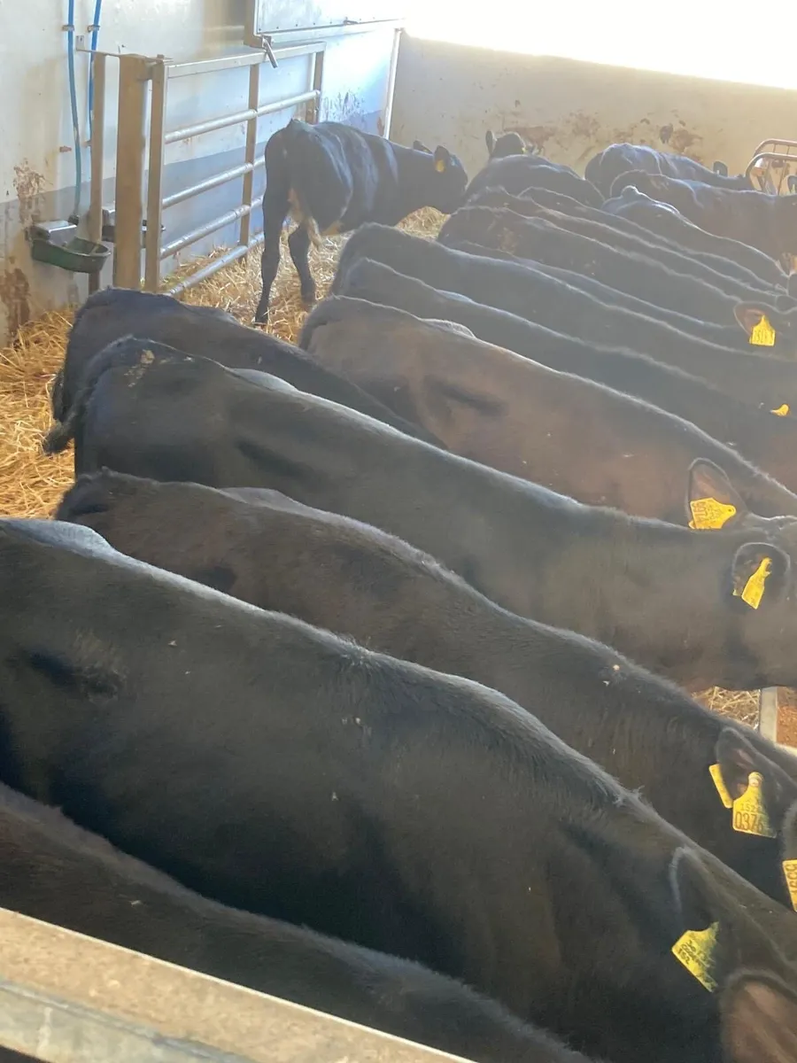 Angus heifers. - Image 2