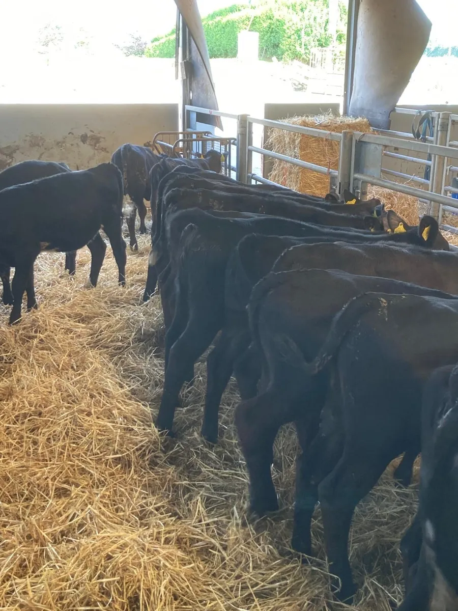 Angus heifers. - Image 3