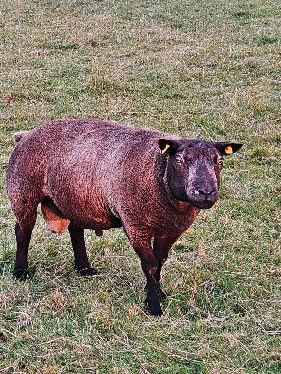 Blue Texel Hogget Rams - Image 1