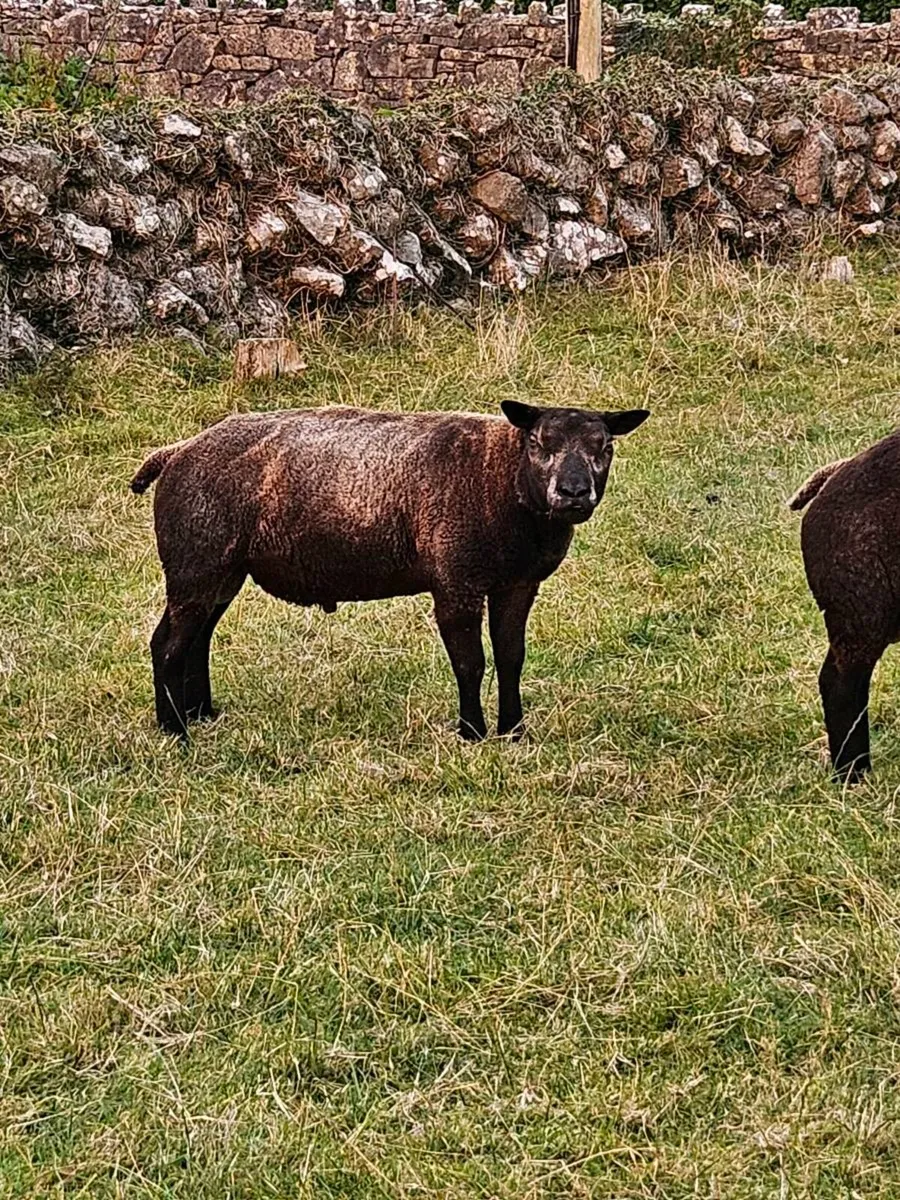 Blue Texel Hogget Rams - Image 2