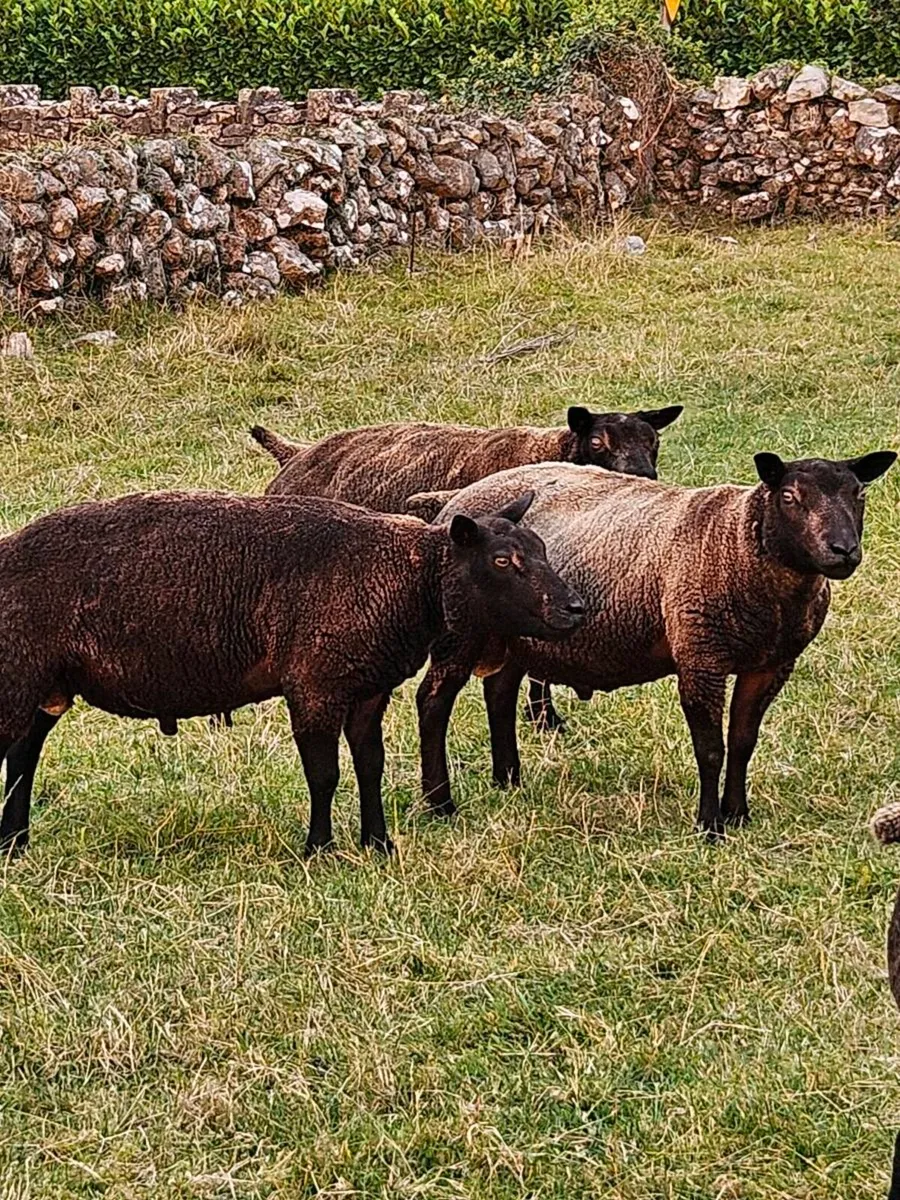 Blue Texel Hogget Rams - Image 3
