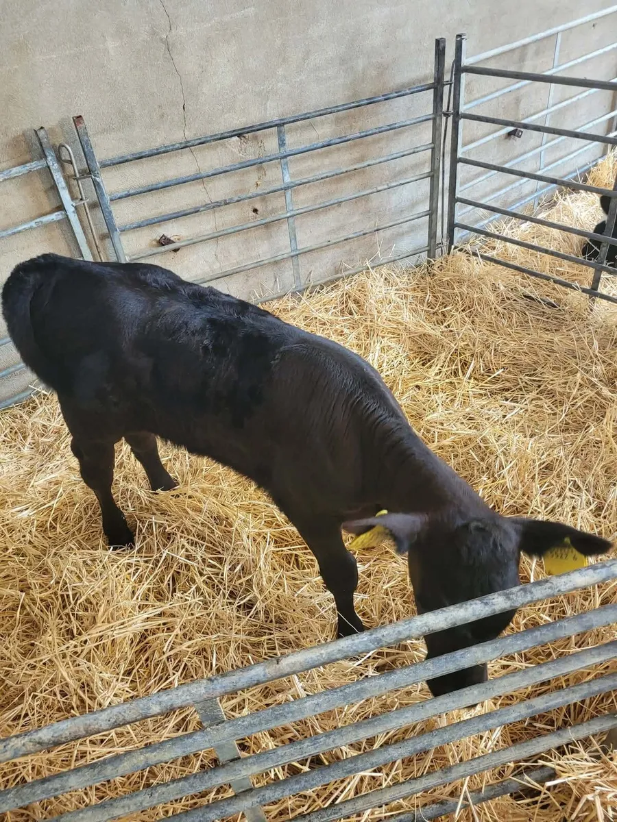 AA Heifer Calves Sat 29th Aug (B2) - Image 1