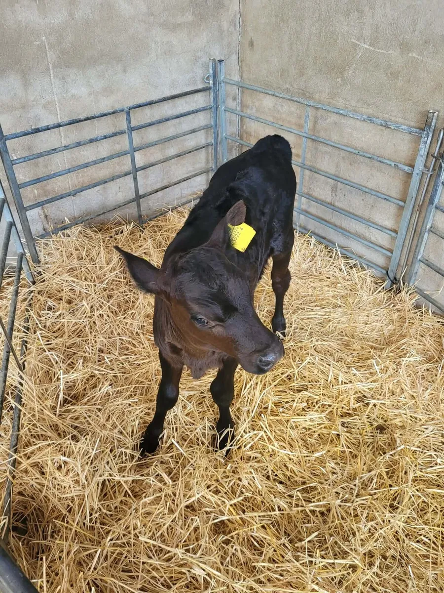 AA Heifer Calves Sat 29th Aug (B2) - Image 3