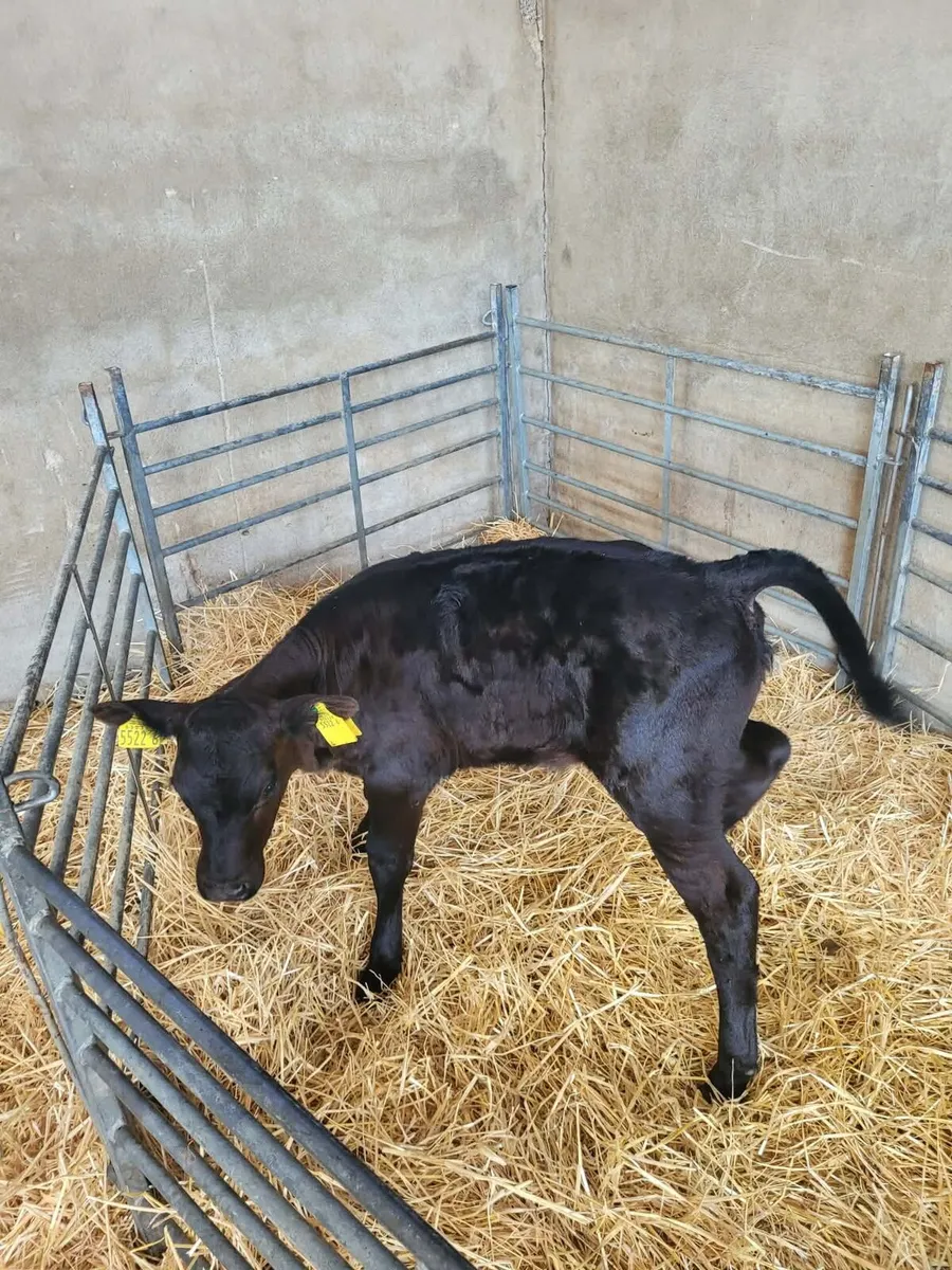AA Heifer Calves Sat 29th Aug (B2) - Image 2