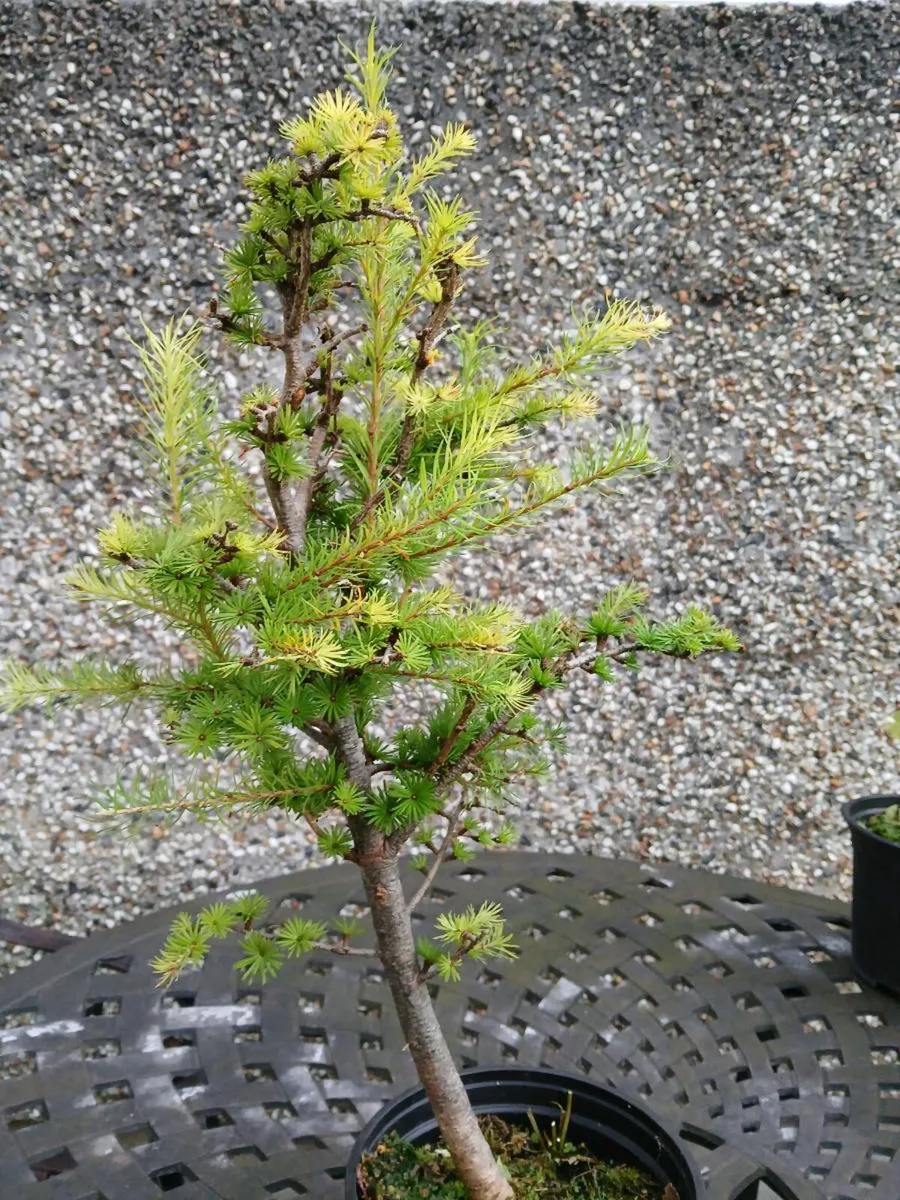 Bonsai Trees - Image 3