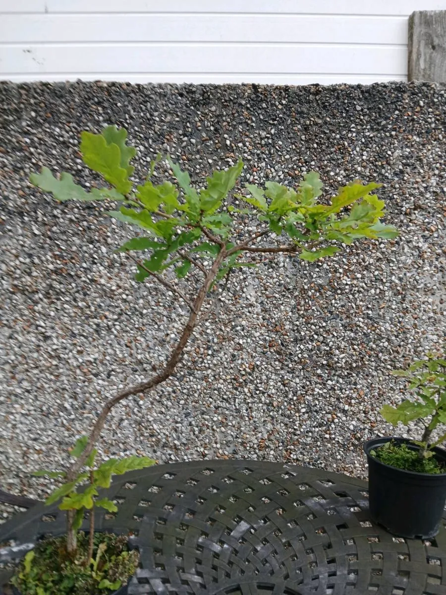 Bonsai Trees - Image 4