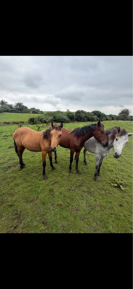 Connemara Ponies - Image 4