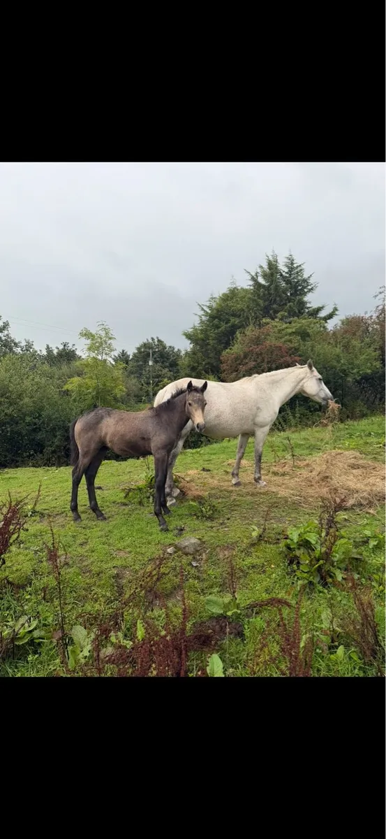 Connemara Ponies - Image 4