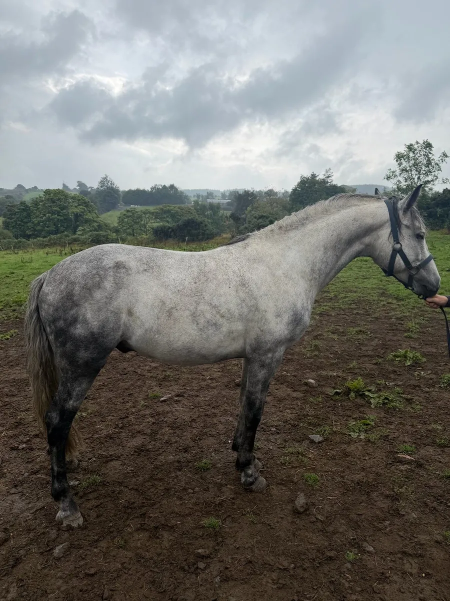 Connemara Ponies - Image 1