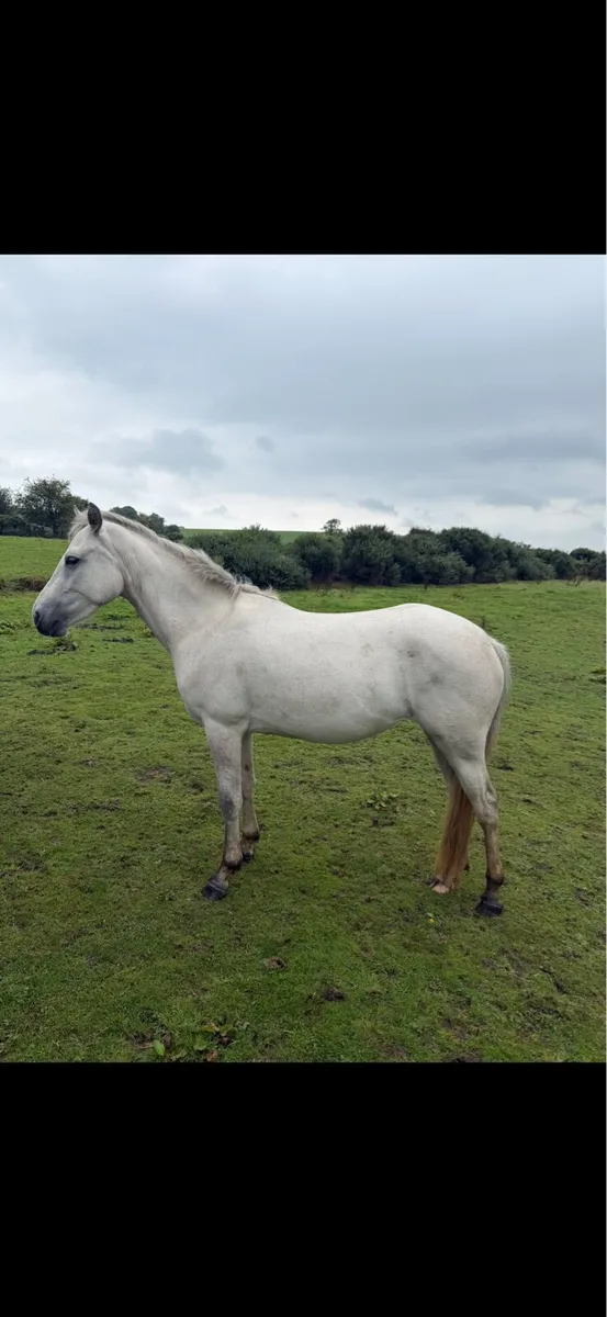 Connemara Ponies - Image 2
