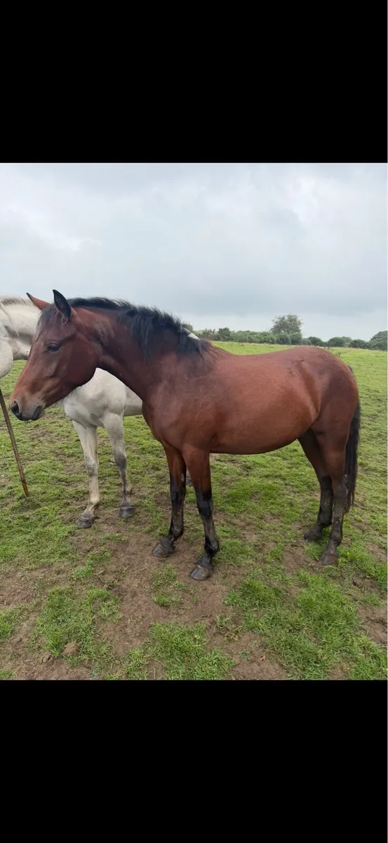 Connemara Ponies - Image 3