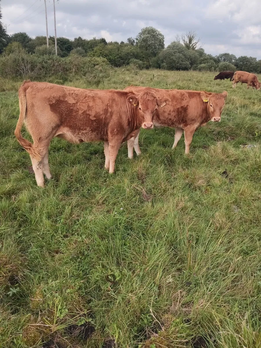 Organic heifers - Image 3