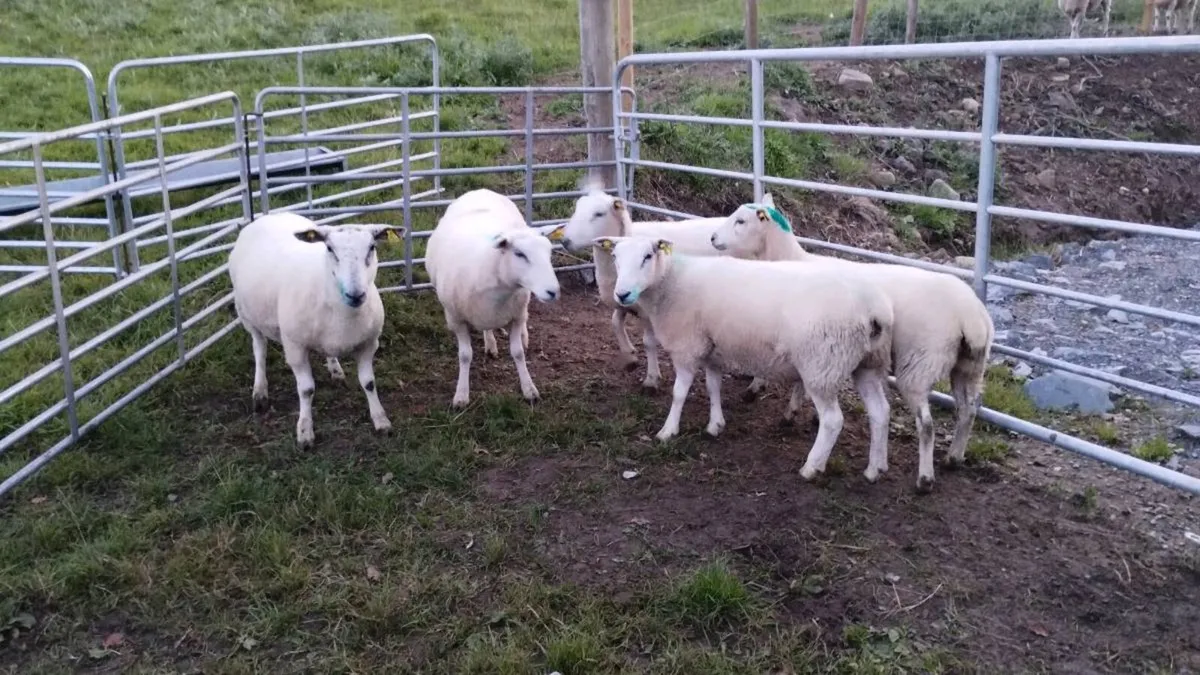 Organic hoggets - Image 1