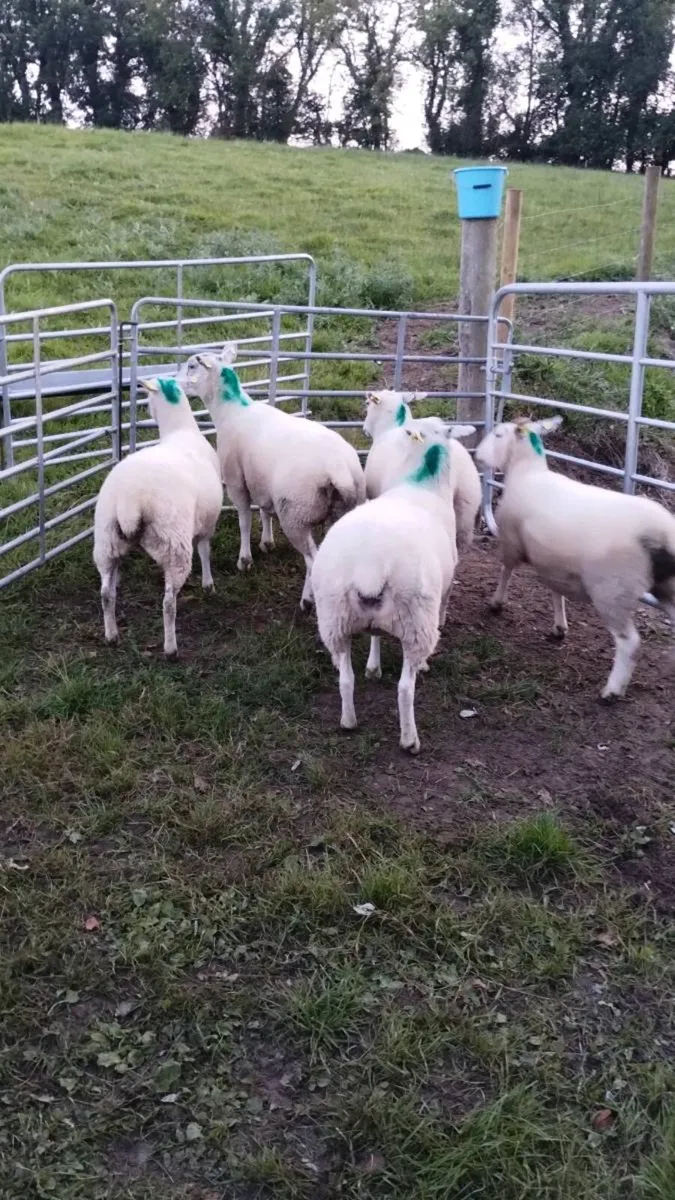 Organic hoggets - Image 2