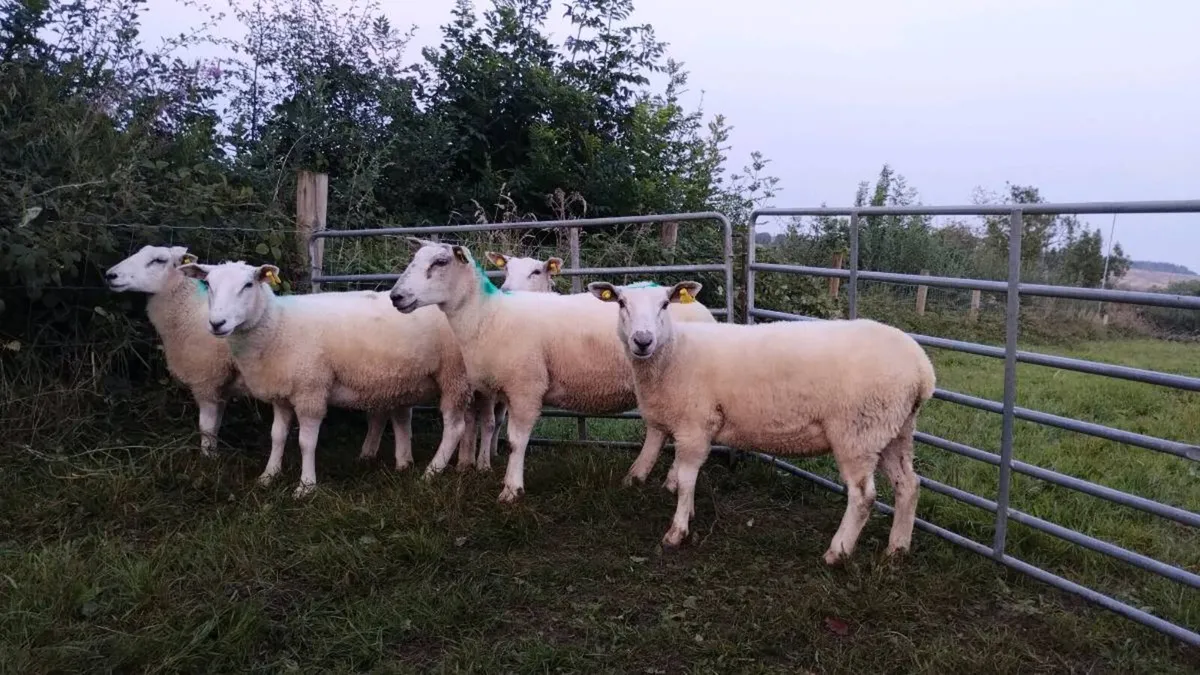 Organic hoggets - Image 3