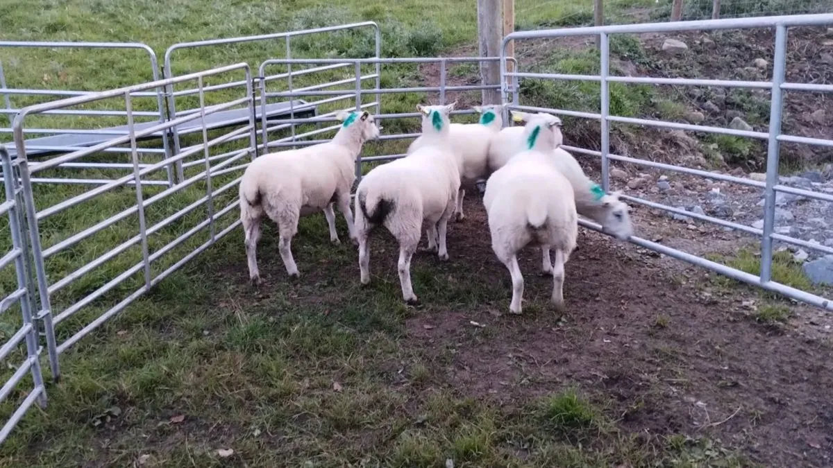 Organic hoggets - Image 4
