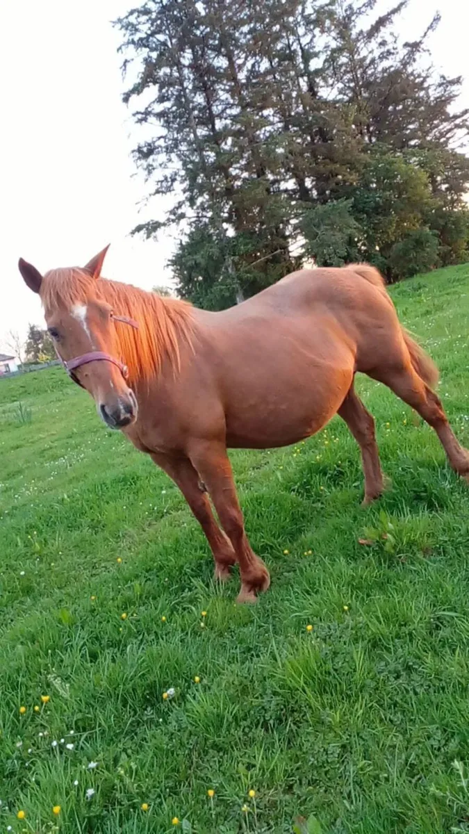 Quiet Horse for Sale