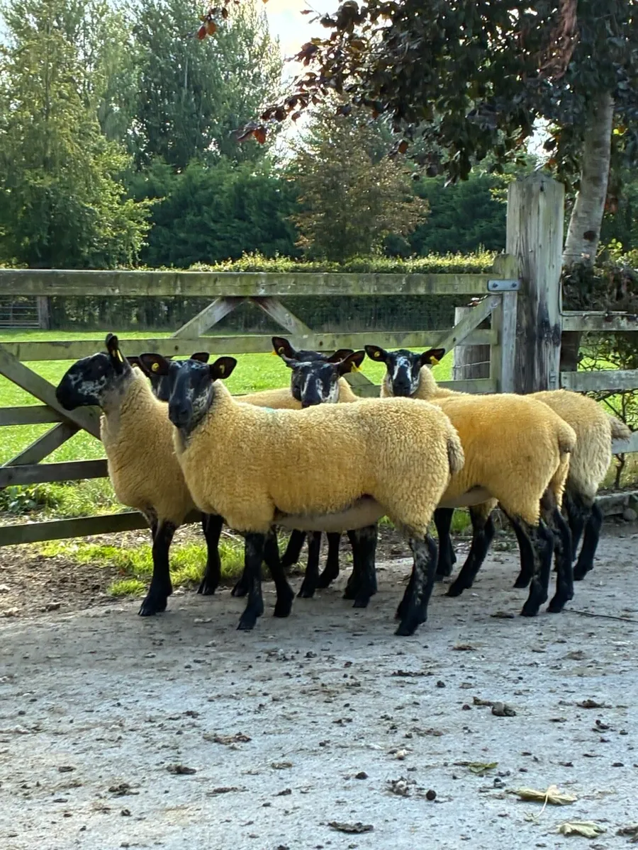 Milford Hoggets - Image 1