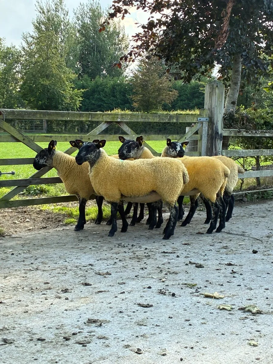 Milford Hoggets - Image 2