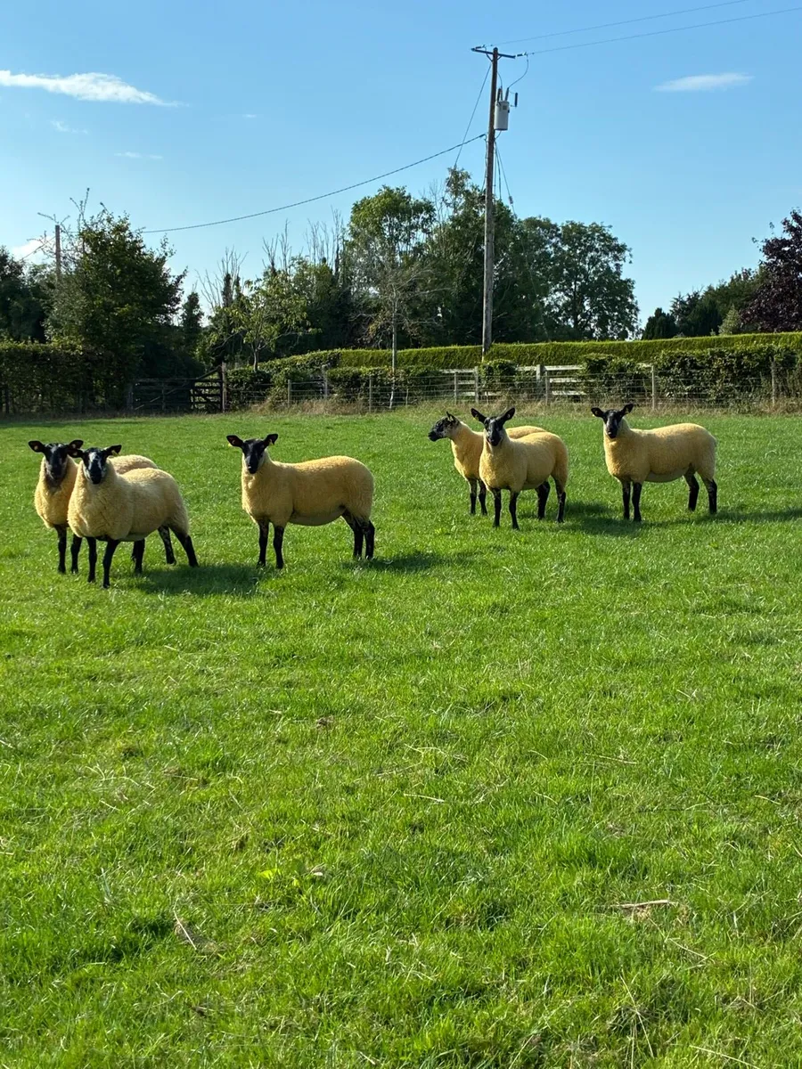 Milford Hoggets - Image 3