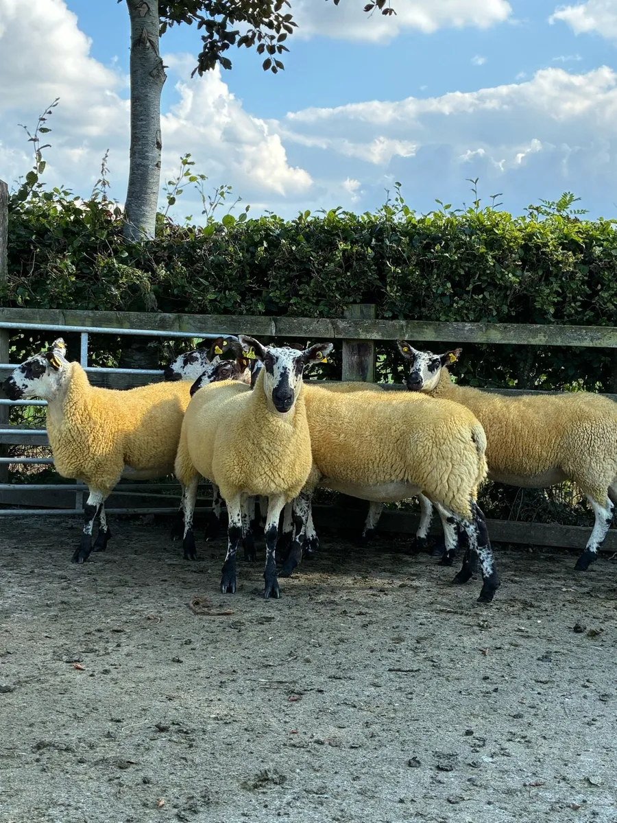 Milford Hoggets - Image 4