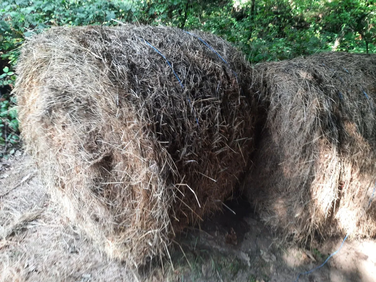 Hay - Image 3