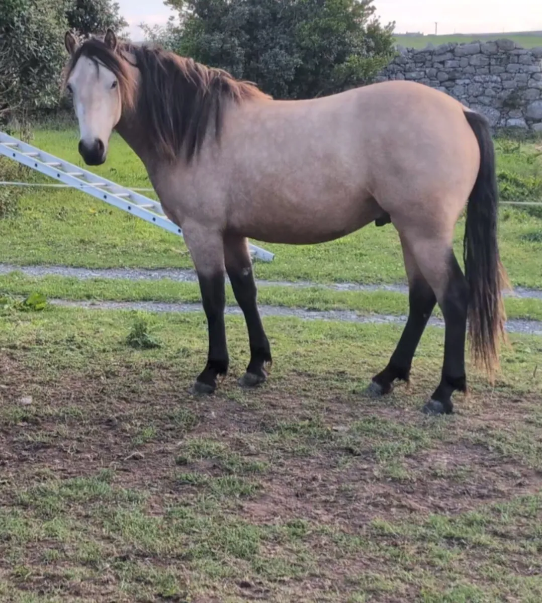 2yr old Connemara Gelding - Image 1