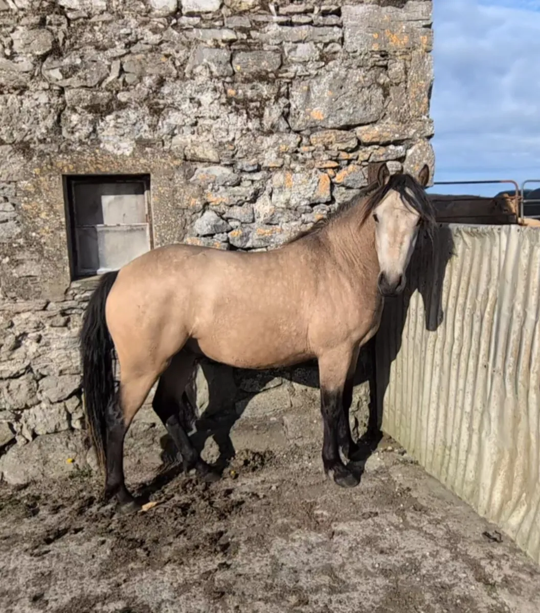 2yr old Connemara Gelding - Image 2