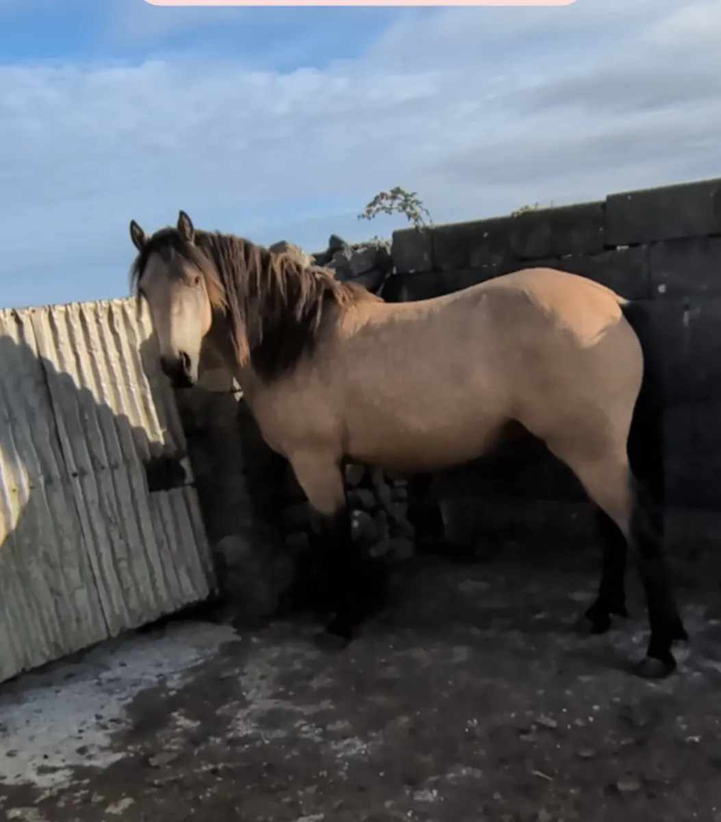 2yr old Connemara Gelding - Image 3