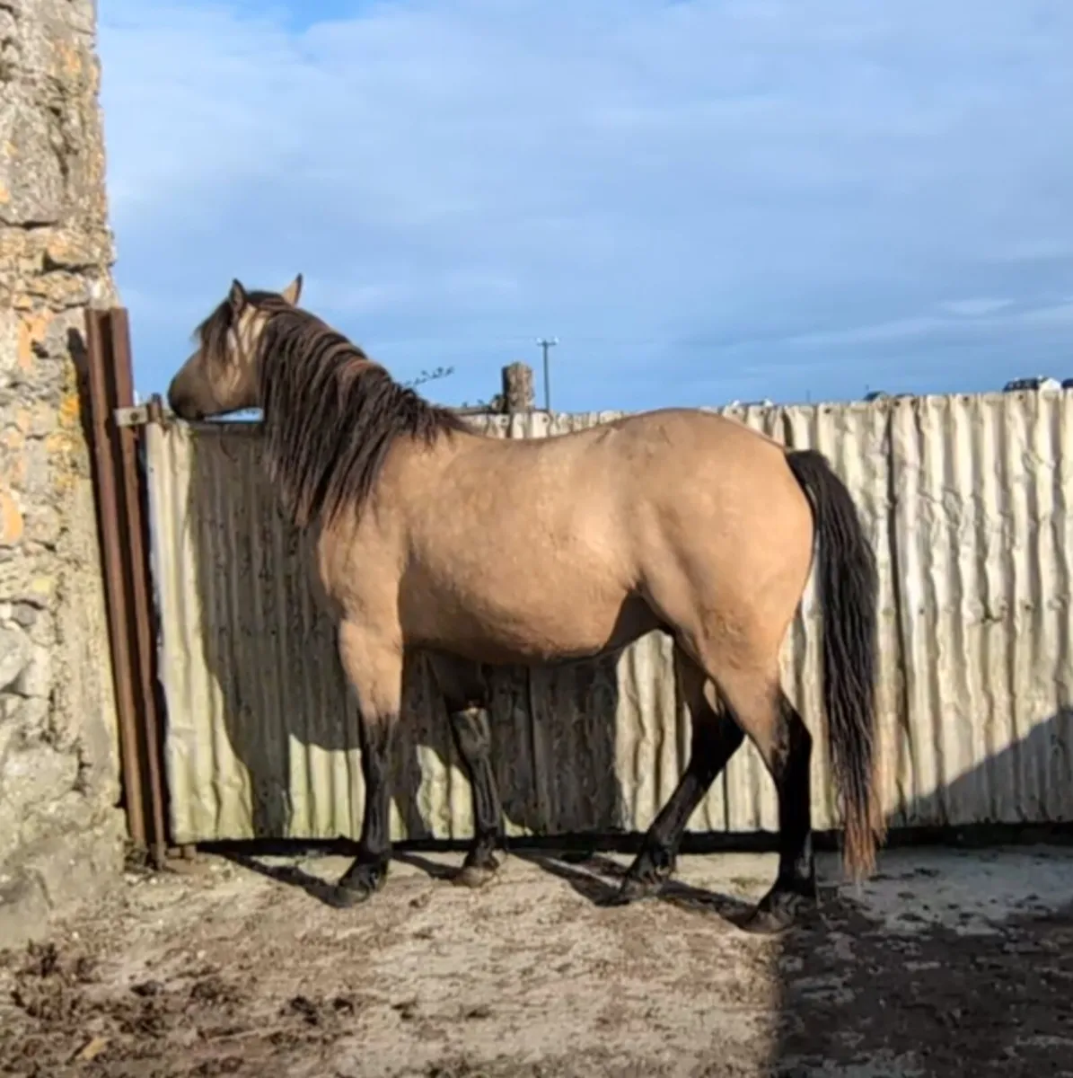 2yr old Connemara Gelding - Image 4