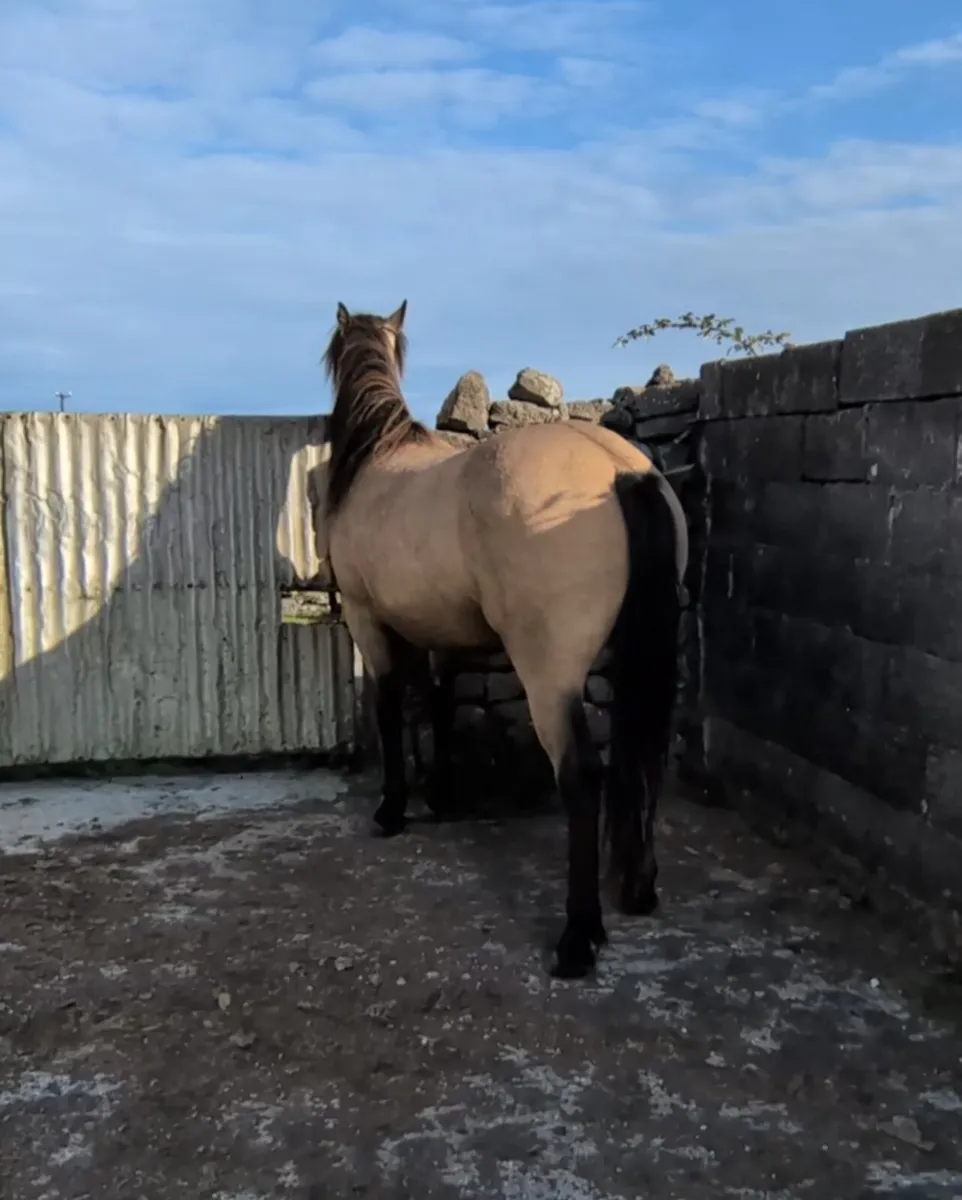 2yr old Dun Connemara Gelding - Image 3