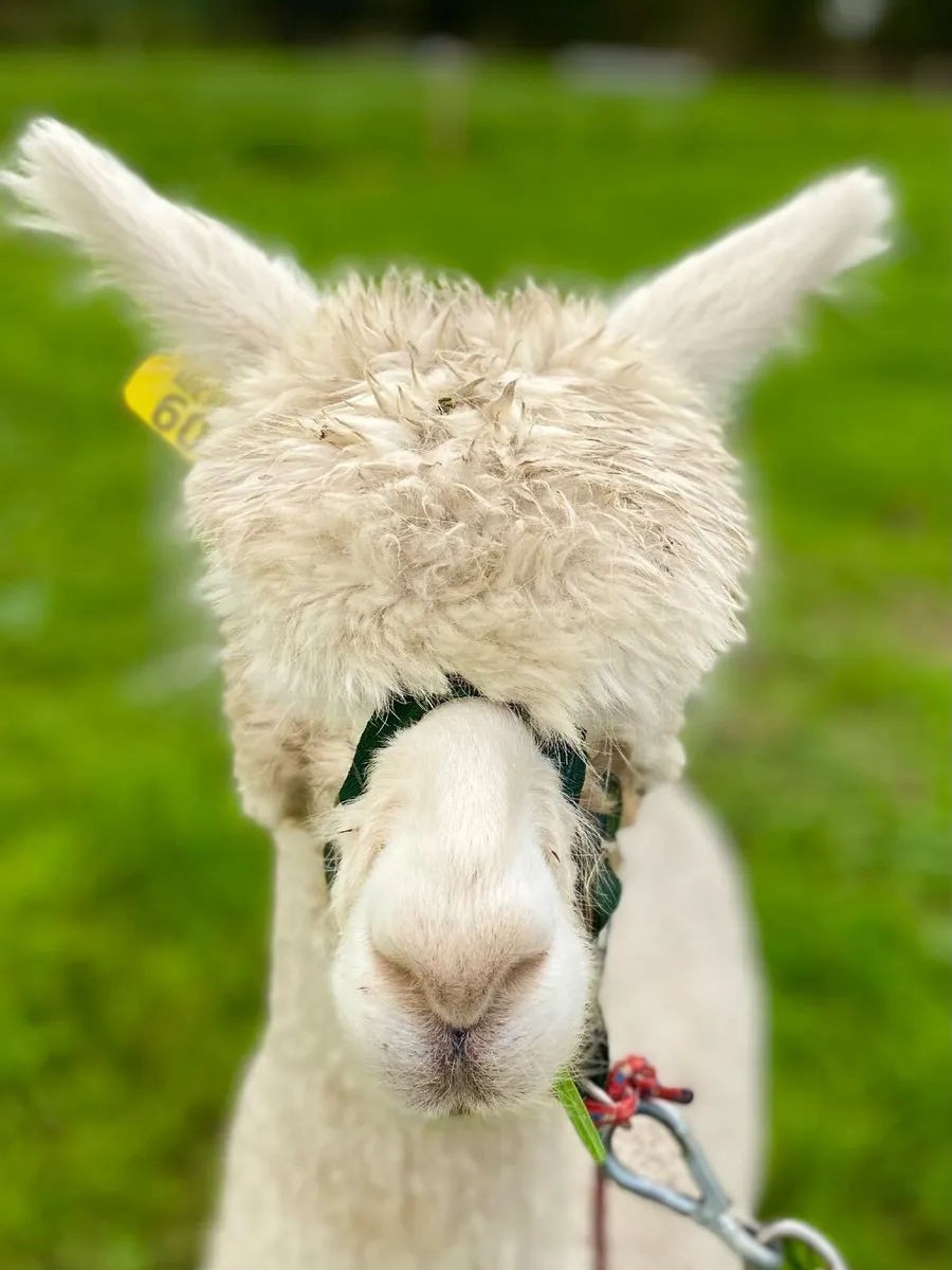 Alpaca - Image 2