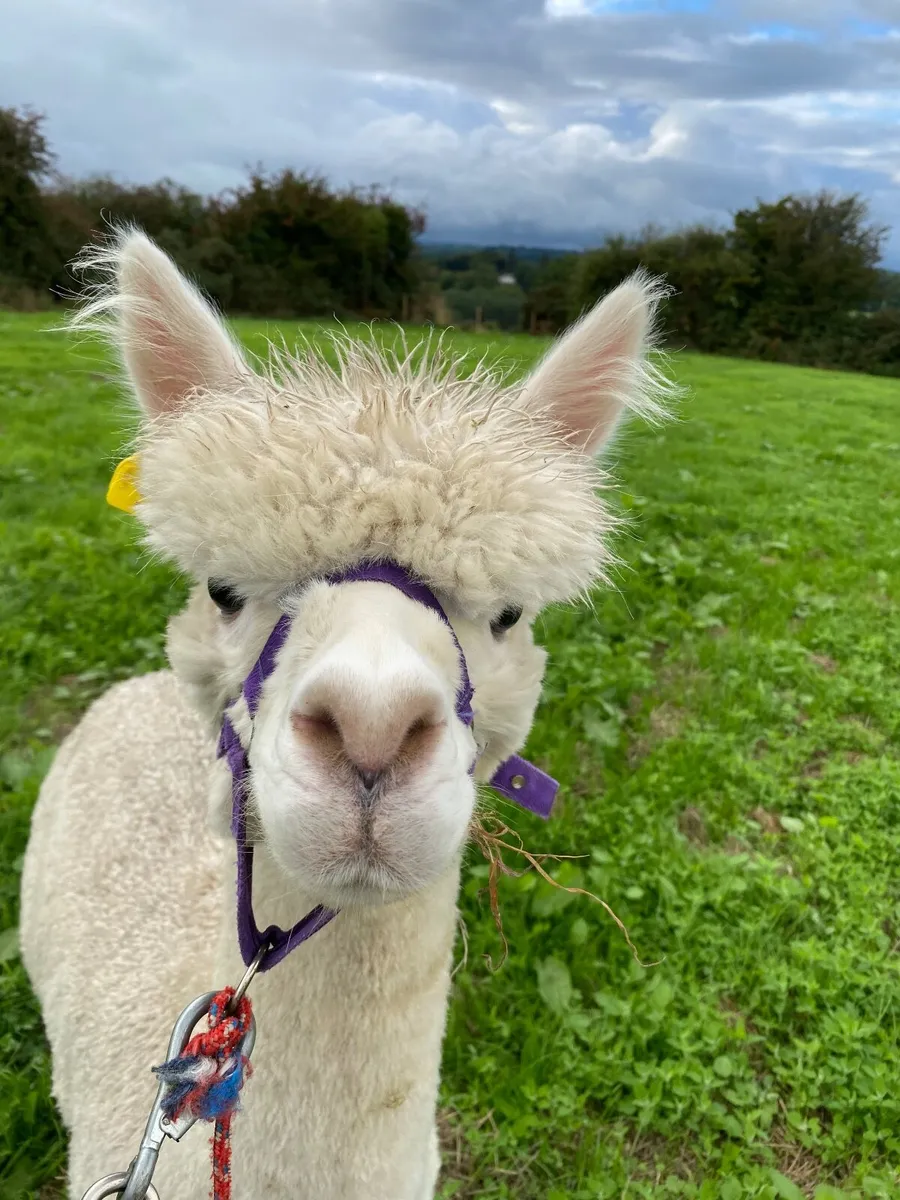 Alpaca - Image 3