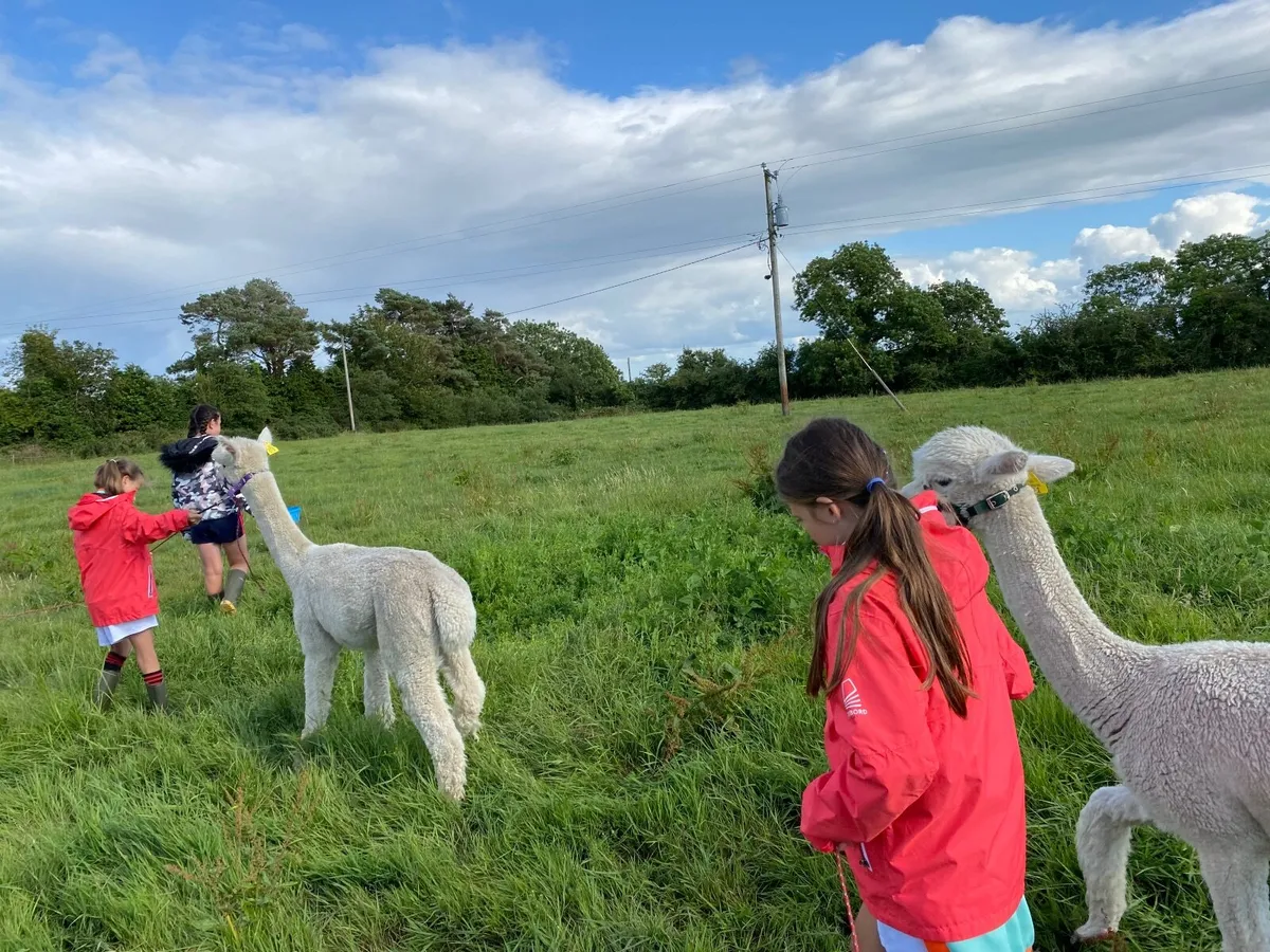 Alpaca - Image 4
