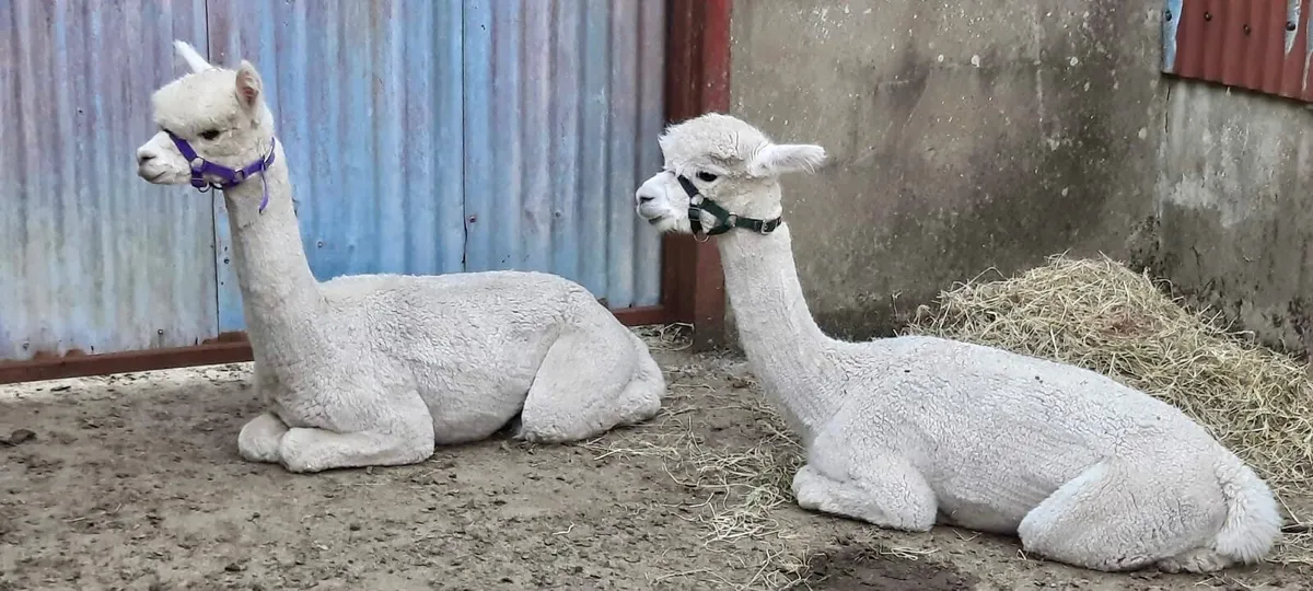 Alpaca - Image 1